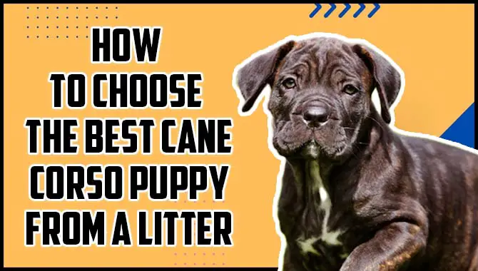 How To Choose The Best Cane Corso Puppy From A Litter