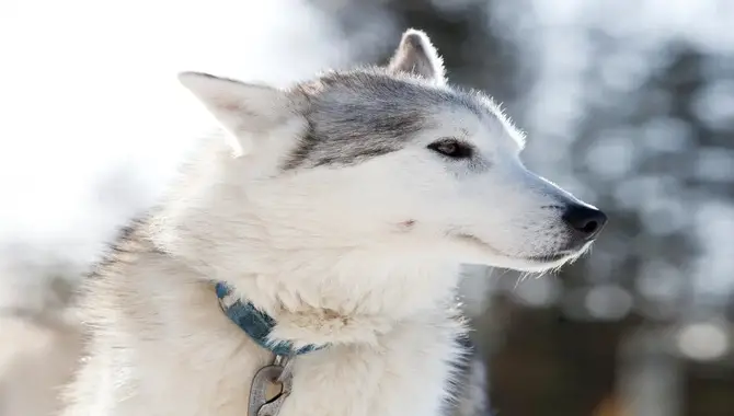 How To Clean A Husky's Ears Safely