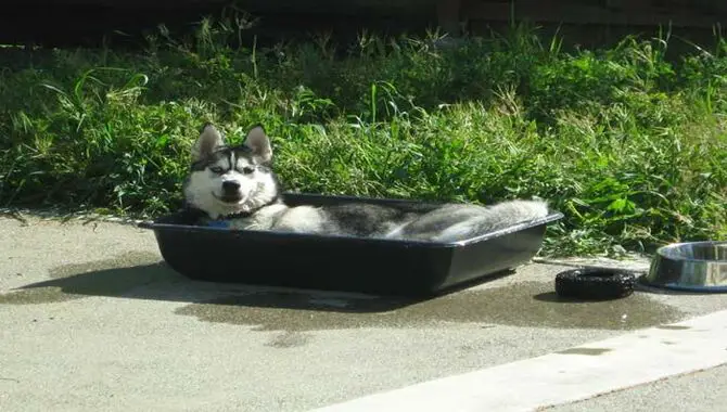 How To Cool Down A Husky