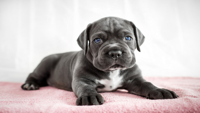 How To Crate Train A Cane Corso Puppy