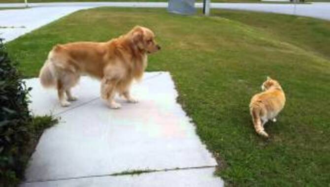 How To Deal With A Golden Retriever Who Is Afraid Of Cats
