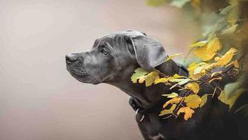 Puppy Growth Periods — PhogHaven Cane Corso