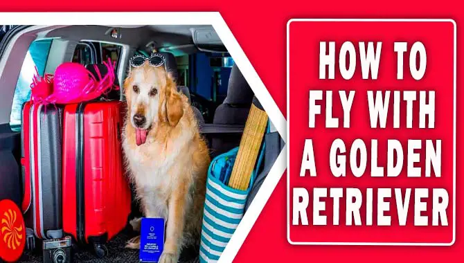 How To Fly With A Golden Retriever
