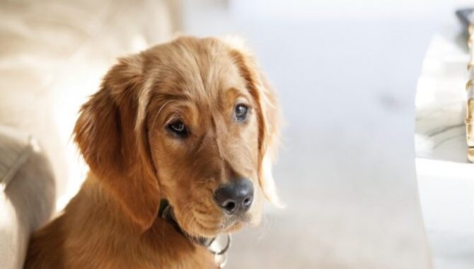 How To Get A Golden Retriever With A Shorter Coat