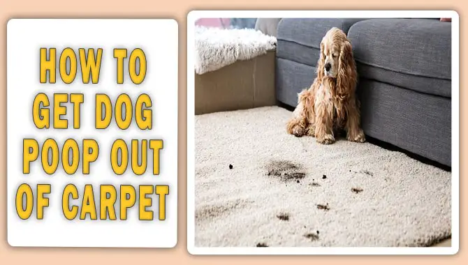 How To Get Dog Poop Out Of Carpet