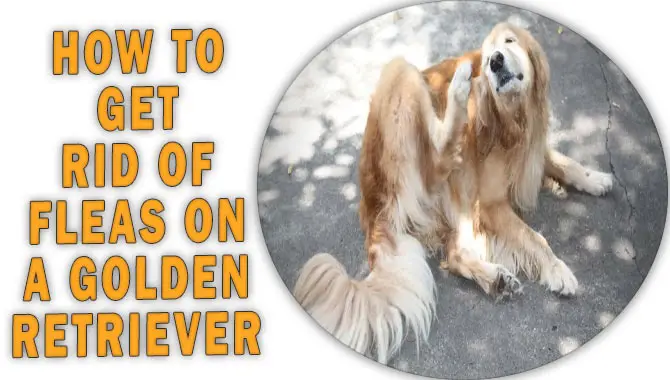 How To Get Rid Of Fleas On A Golden Retriever