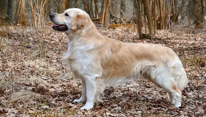 How To Get The Best Golden Retriever For You
