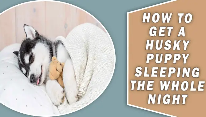 How To Get a Husky Puppy Sleeping The Whole Night