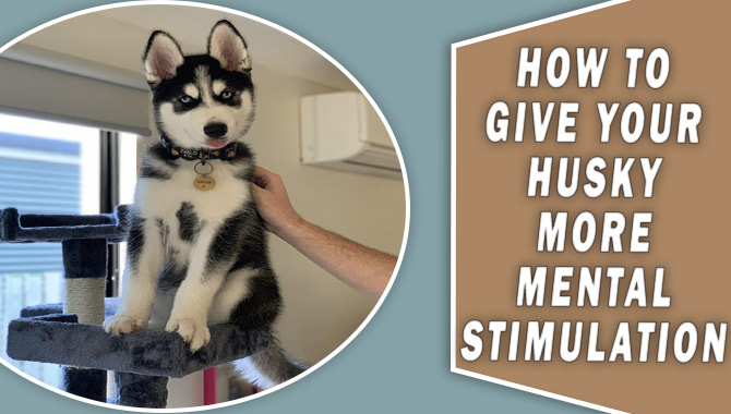 How To Give Your Husky More Mental Stimulation