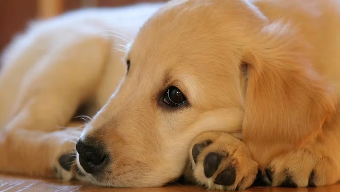 How To Help Your Golden Retriever Puppy Sleep