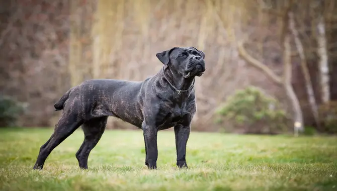 How To Increase Your Cane Corso S Longevity
