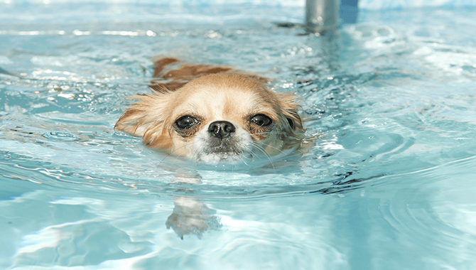 How To Introduce Your Golden Retriever To Water