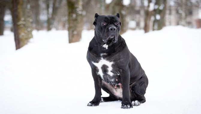 How To Keep A Cane Corso Cool