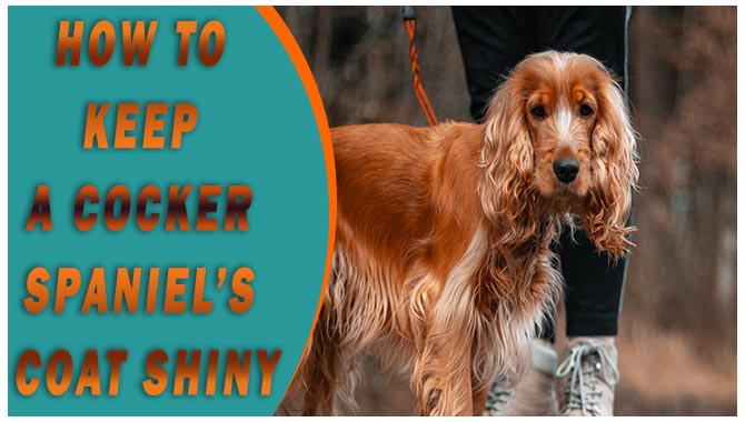 How To Keep A Cocker Spaniel’s Coat Shiny