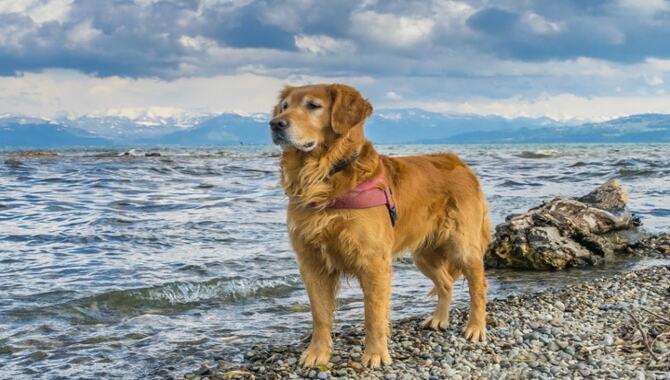 How To Keep Your Golden Retriever Cool