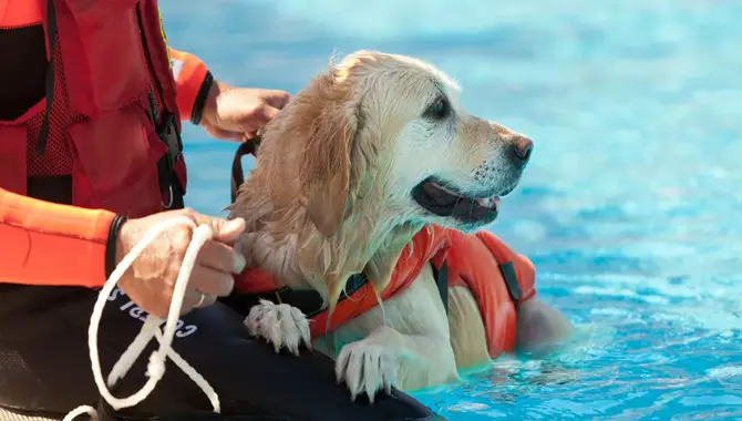 How To Keep Your Golden Retriever Safe On The Water