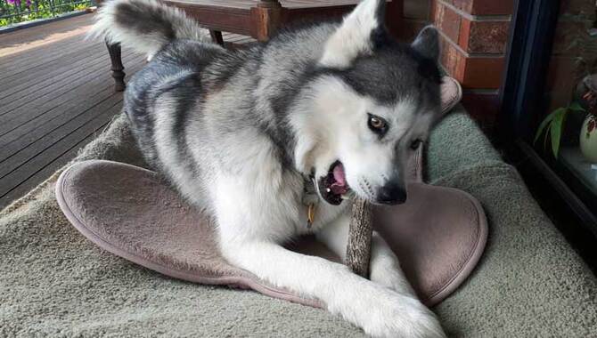 Husky Puppy Teething