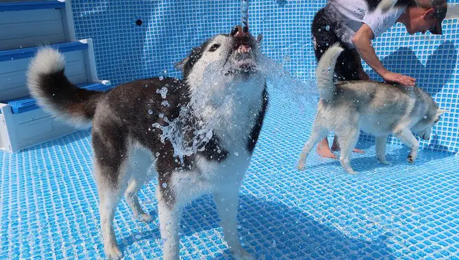 How To Make Sure Your Husky Stays Cool In Summer