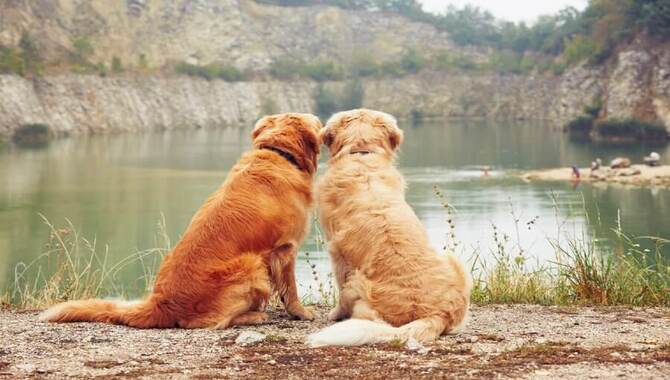 How To Make Your Golden Retriever Like Water