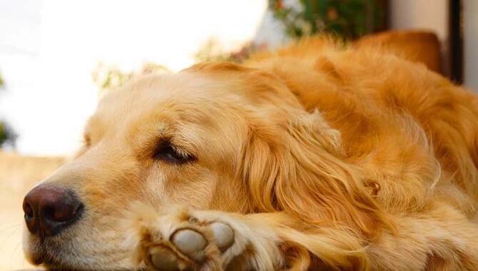 How To Manage Golden Retriever Shedding & Keep Your House Clean.