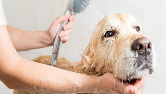 How To Manage The High Maintenance Of A Golden Retriever