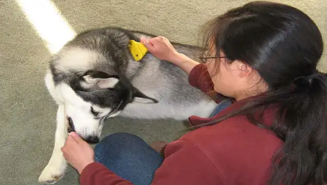 How To Minimize The Risks While Trimming Husky Whiskers