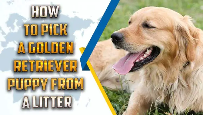 How To Pick a Golden Retriever Puppy From a Litter
