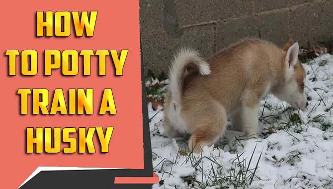 How To Potty Train A Husky