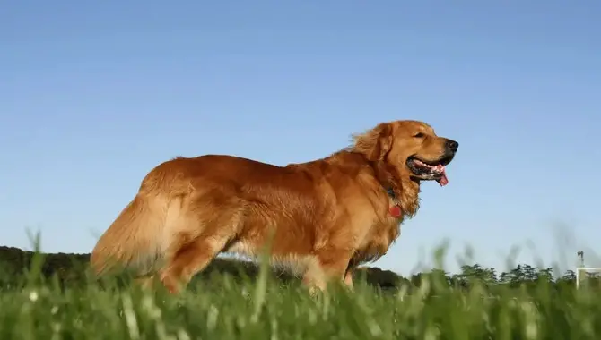 How To Prepare For A Golden Retriever's Heat Cycle