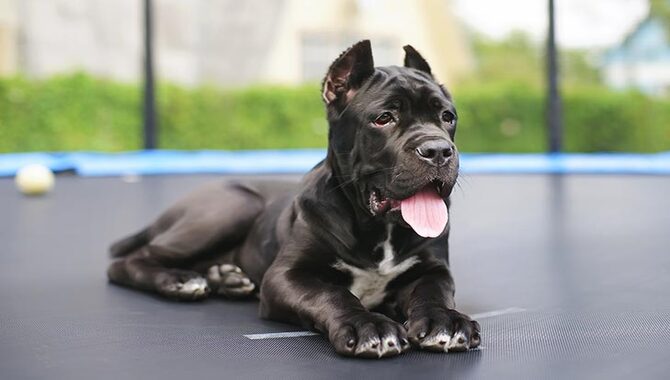 How To Prepare Your Cane Corso Before Leaving