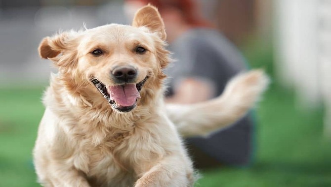 How To Prepare Your Golden Retriever For A Run?