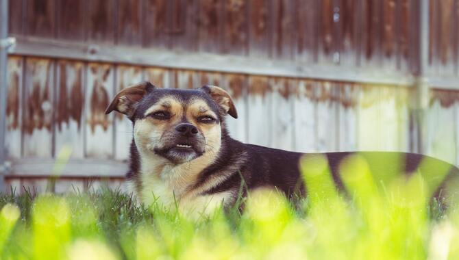 How To Prevent An Underbite In Puppies