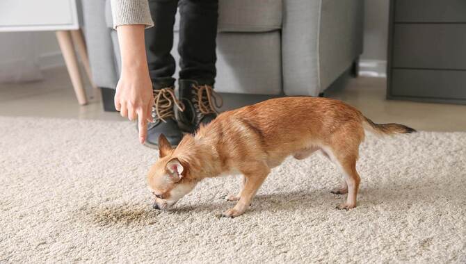 How To Prevent Future Dog Poop Stains On Carpet