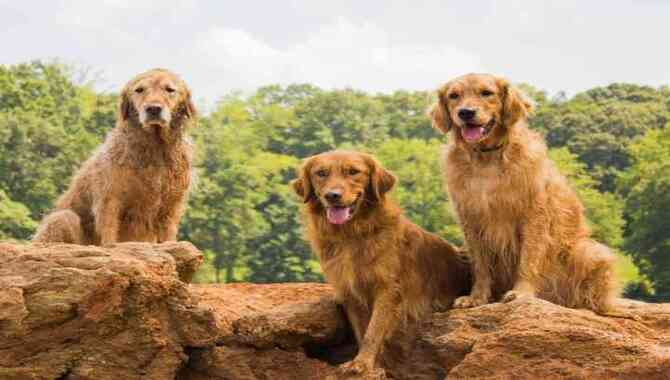 How To Prevent Grunting In Your Golden Retriever