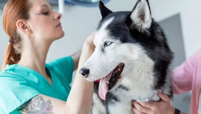 How To Prevent Health Problems In Huskies