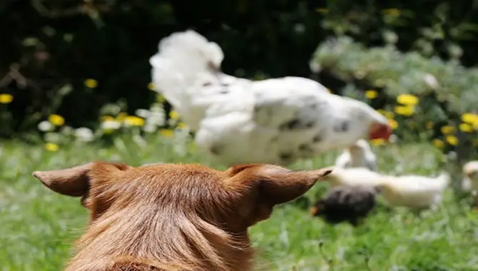 How To Prevent Problems Between Your Dog And The Chickens