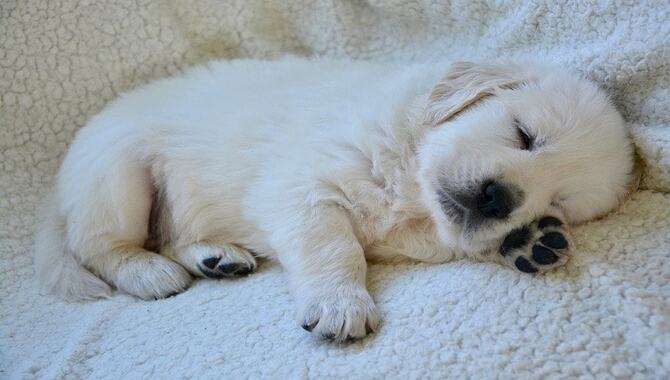 How To Put Your Golden Retriever Puppy On A Sleep Schedule