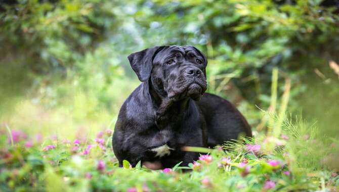 How To Research A Prospective Cane Corso Breeder