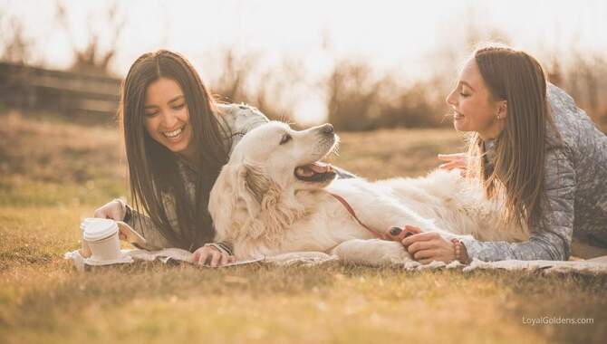 How To Spot Whether Your Golden Retriever Is Ticklish Or Not