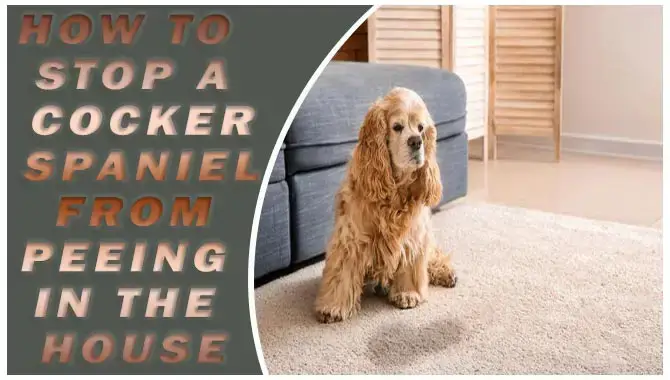 How To Stop A Cocker Spaniel