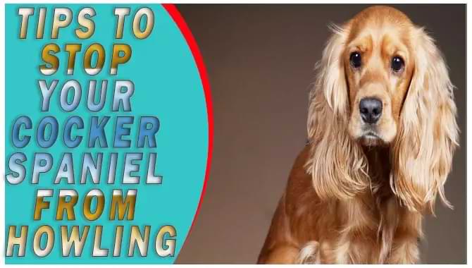 How To Stop Your Cocker Spaniel From Howling