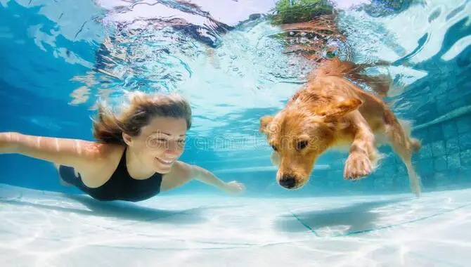 How To Teach A Golden Retriever Puppy To Swim