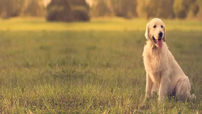 How To Train A Golden Retriever To Be Calm Effectively