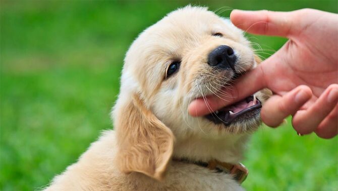 How To Training A Golden Retriever Puppy To Stop Biting