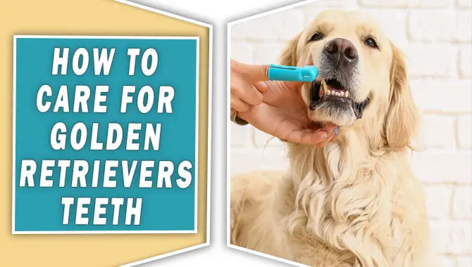 How to Care for Golden Retrievers Teeth