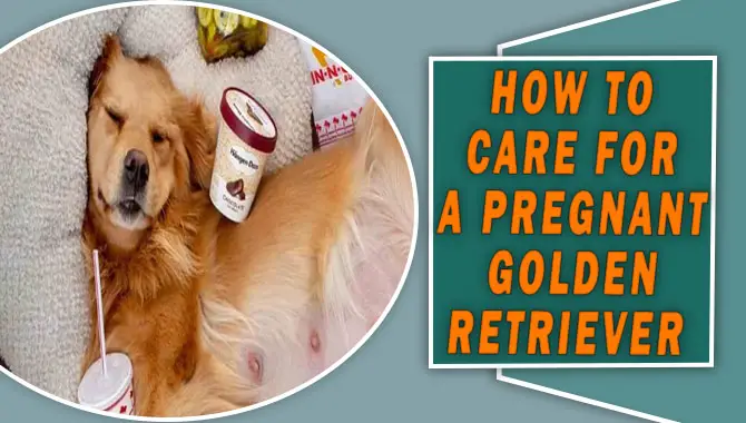 How to Care for a Pregnant Golden Retriever