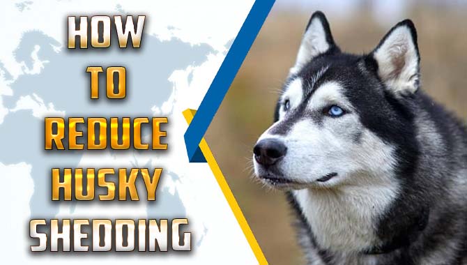 How To Reduce Husky Shedding