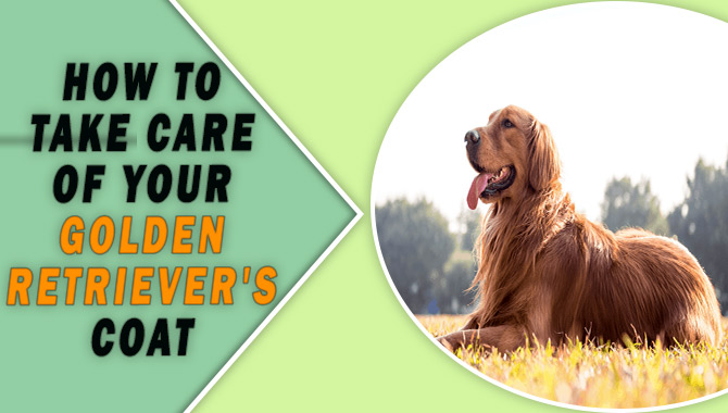 How to Take Care of Your Golden Retriever's Coat