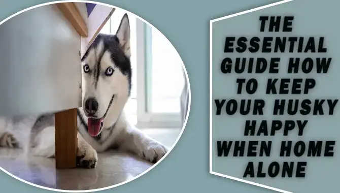 How To Keep Your Husky Happy When Home Alone