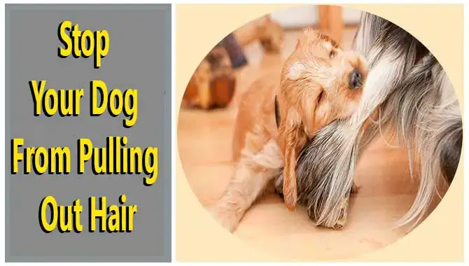How To Stop Your Dog From Pulling Out HairHow To Stop Your Dog From Pulling Out Hair